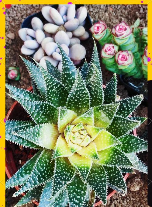 照波植物的养殖技巧是什么？