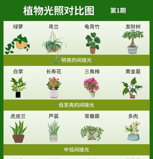 照波植物的养殖技巧是什么？