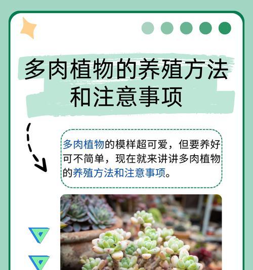 照波植物的养殖技巧是什么？