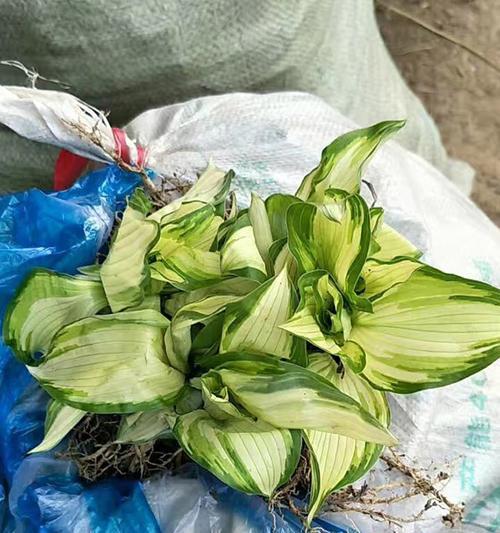 玉簪花有哪些品种？不同品种的玉簪花有何特点？
