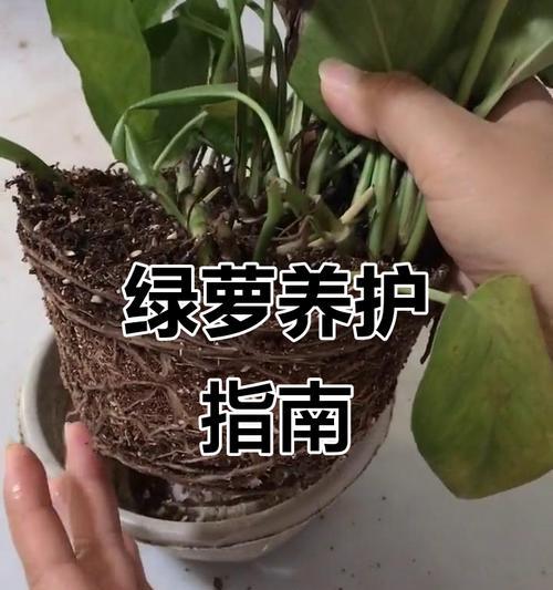 绿萝根部修剪的方法是什么？