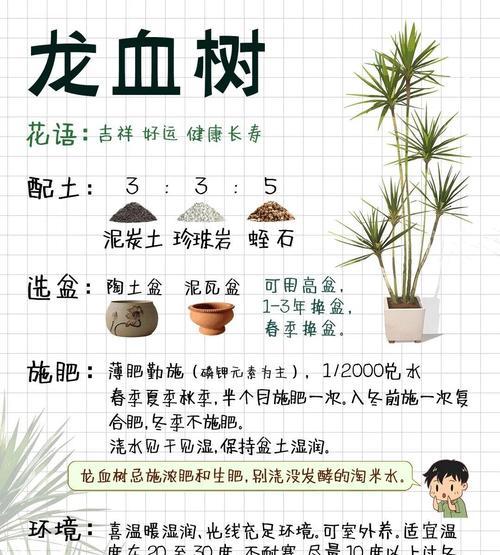 龙血树生根的技巧是什么？如何促进其快速生根？