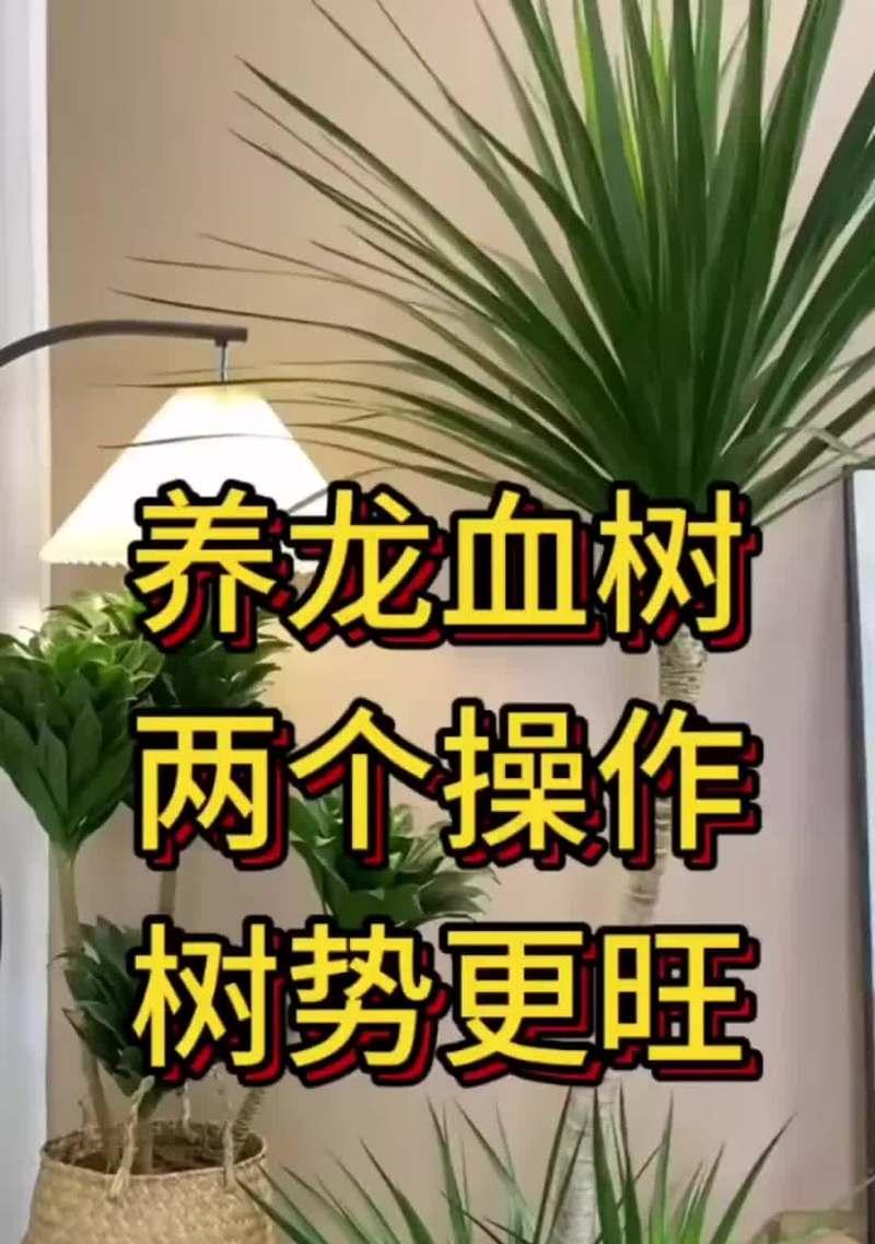 龙血树生根的技巧是什么？如何促进其快速生根？
