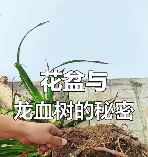 龙血树生根的技巧是什么？如何促进其快速生根？
