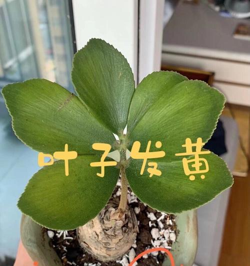 植物叶子发黄是什么原因？如何解决？