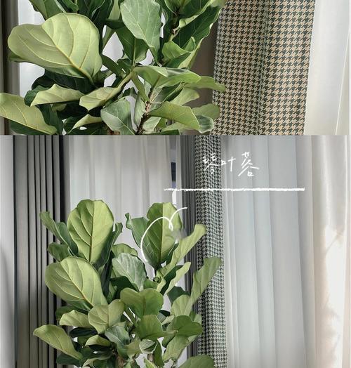万年青怎么剪？修剪的最佳时间和方法是什么？