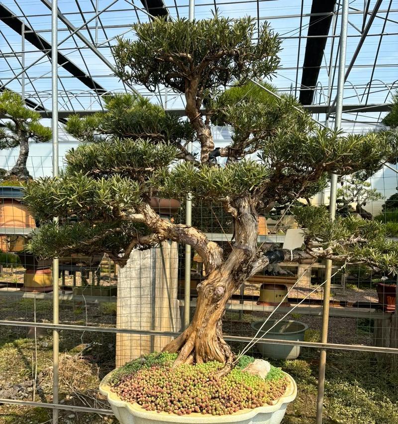 万年青怎么剪？修剪的最佳时间和方法是什么？