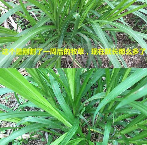 草种子种植的最佳时机和方法？