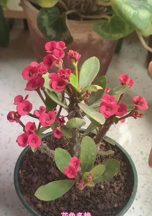 刺梅是哪种植物？刺梅的养护方法有哪些？