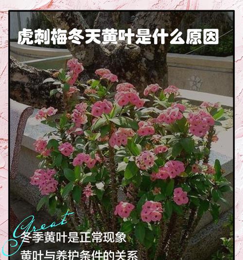 刺梅是哪种植物？刺梅的养护方法有哪些？