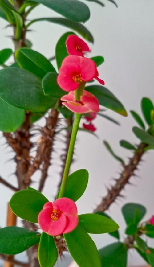 刺梅是哪种植物？刺梅的养护方法有哪些？