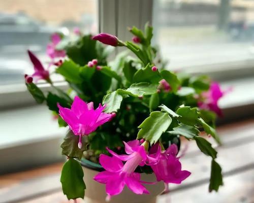 初恋植物浇水方法是什么？多久浇一次水最合适？