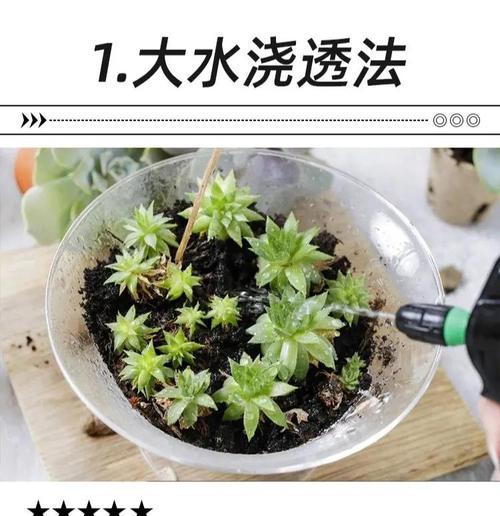 初恋植物浇水方法是什么？多久浇一次水最合适？