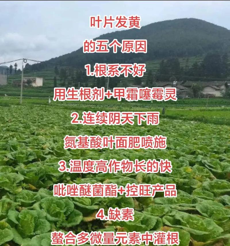 植物叶子发黄的原因及解决方法？