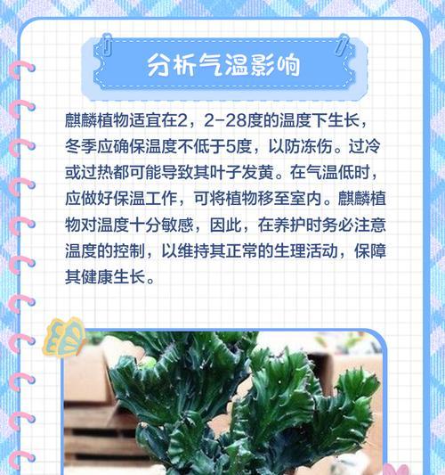 植物叶子发黄的原因及解决方法？