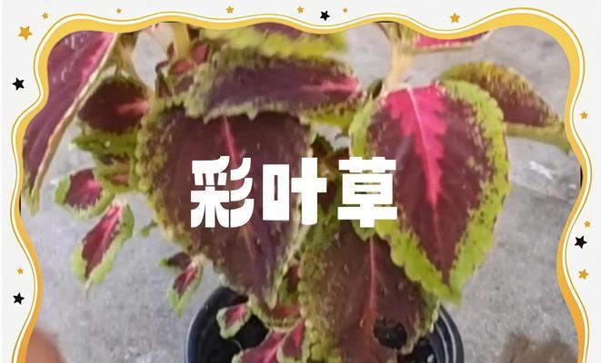 彩叶草的种植方法和注意事项有哪些？