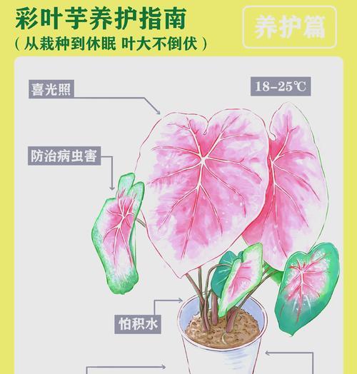 彩叶草的种植方法和注意事项有哪些？