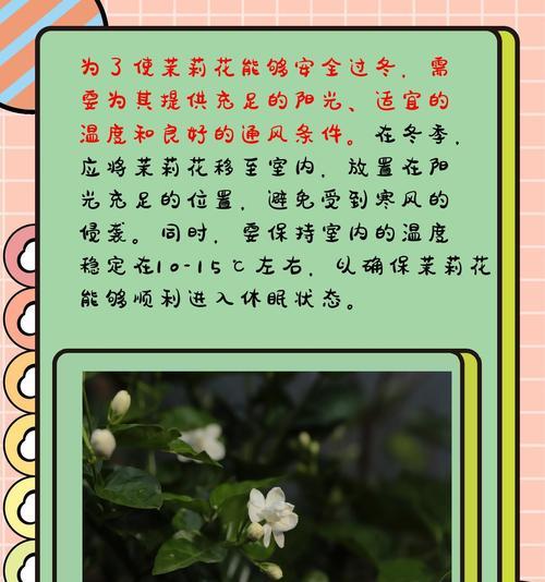 茉莉花有哪些种类？如何区分不同品种的茉莉？