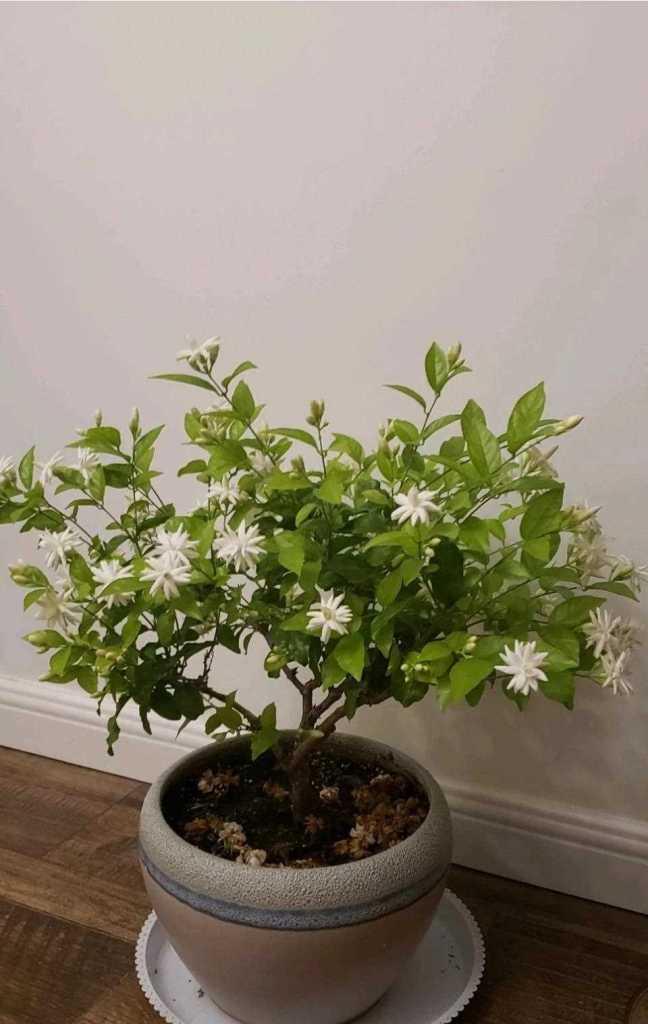 茉莉花有哪些种类？如何区分不同品种的茉莉？
