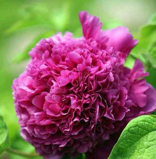 什么卉是室内装饰的最佳选择？室内花卉的种类和特点是什么？