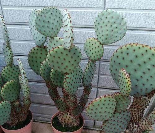 什么卉是室内装饰的最佳选择？室内花卉的种类和特点是什么？