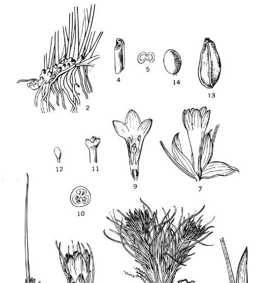 芒草有哪些品种？芒草品种的观赏价值和种植要点是什么？