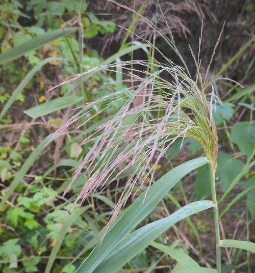 芒草有哪些品种？芒草品种的观赏价值和种植要点是什么？