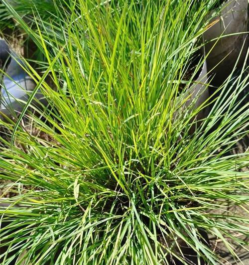芒草有哪些品种？芒草品种的观赏价值和种植要点是什么？