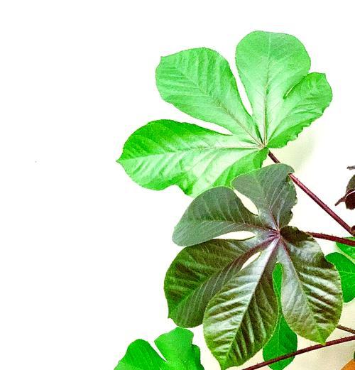 珊瑚养护需要注意什么？如何保持珊瑚的鲜艳色彩？