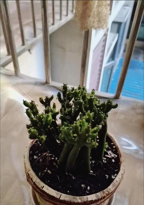 珊瑚棒繁殖的方法和步骤有哪些？