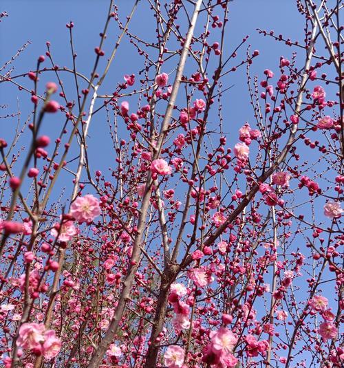 春花植物有哪些？春天赏花去哪里最合适？