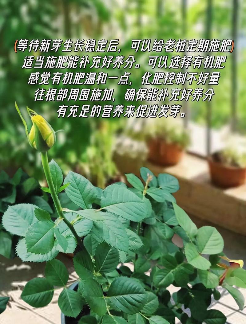 玫瑰花苗种植的步骤和要点是什么？