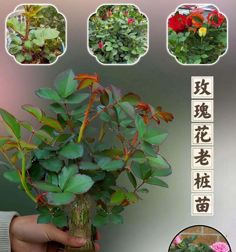 玫瑰花苗种植的步骤和要点是什么？