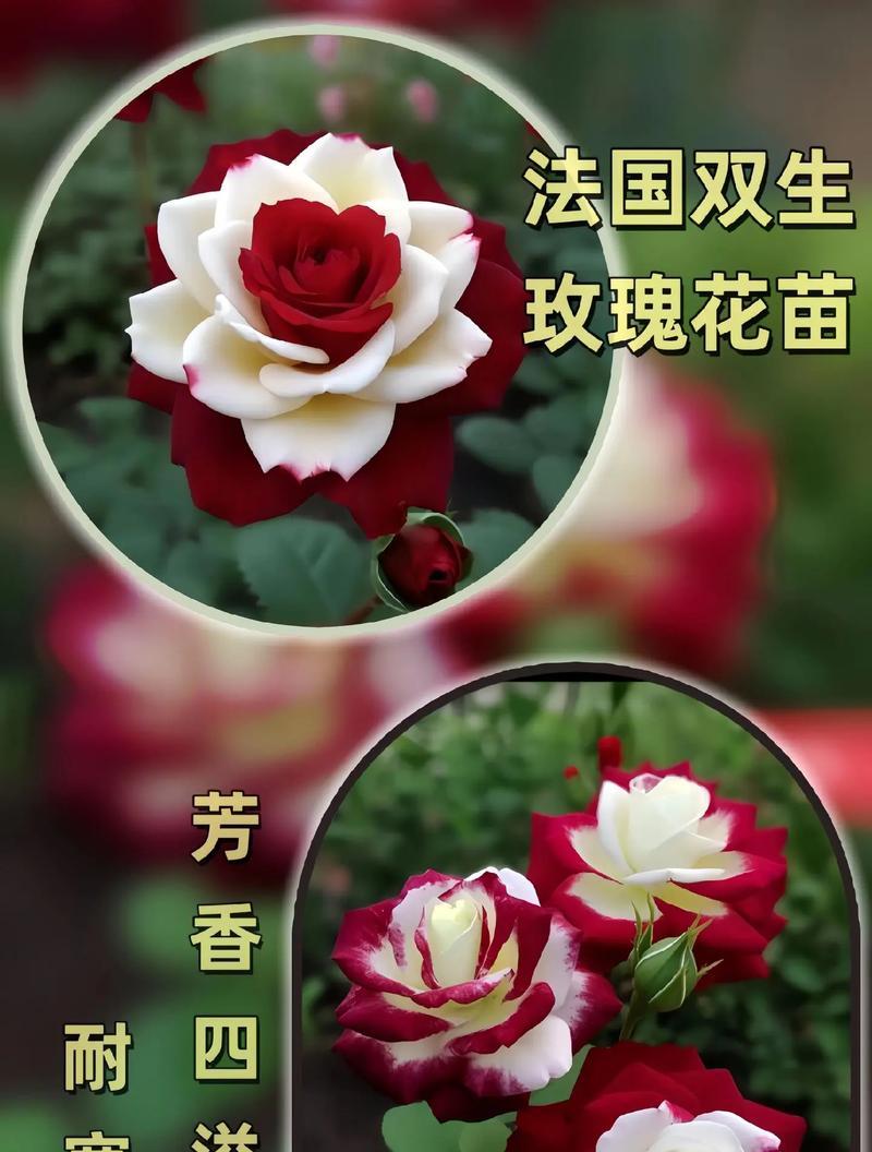 玫瑰花苗种植的步骤和要点是什么？