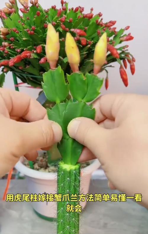 龙须兰的繁殖方法有哪些？