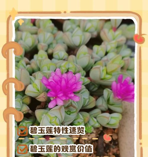 碧玉怎么养护？碧玉的正确养护方法是什么？