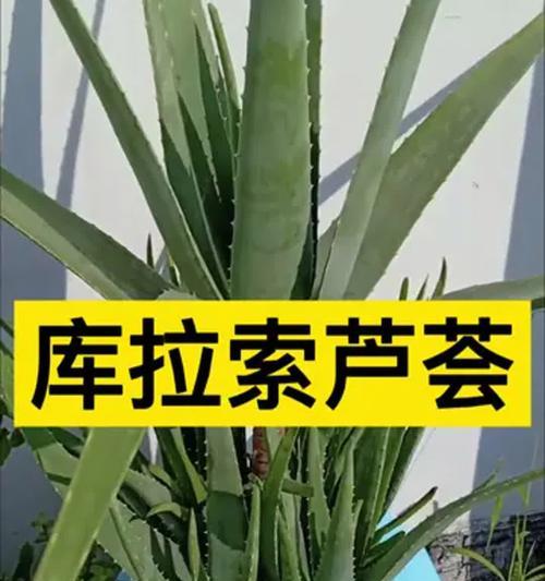 芦荟品种有哪些？如何养护芦荟品种？