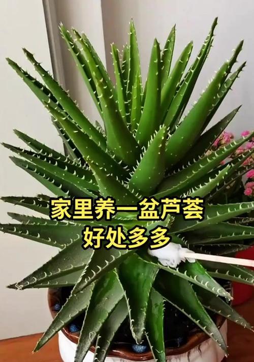 芦荟品种有哪些？如何养护芦荟品种？
