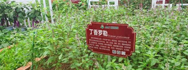无土栽培花卉的技巧和好处是什么？