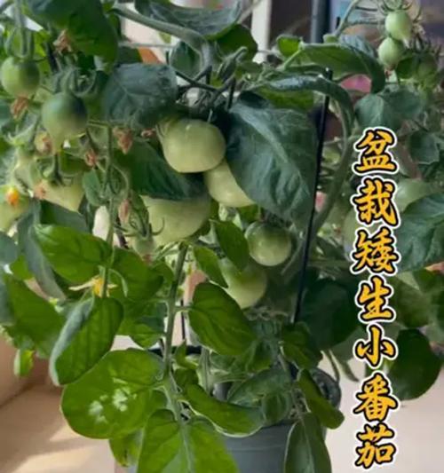 盆栽花施肥的正确方法是什么？