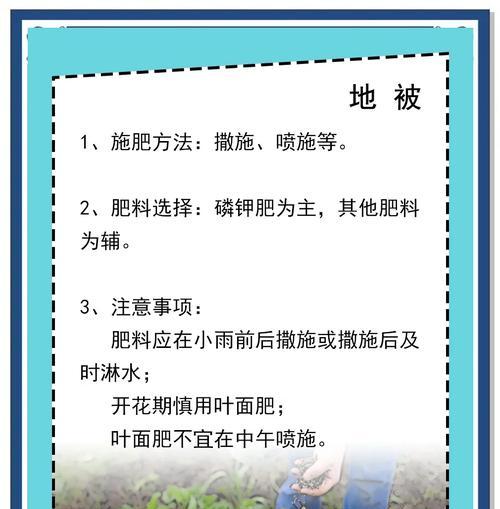 盆栽花施肥的正确方法是什么？