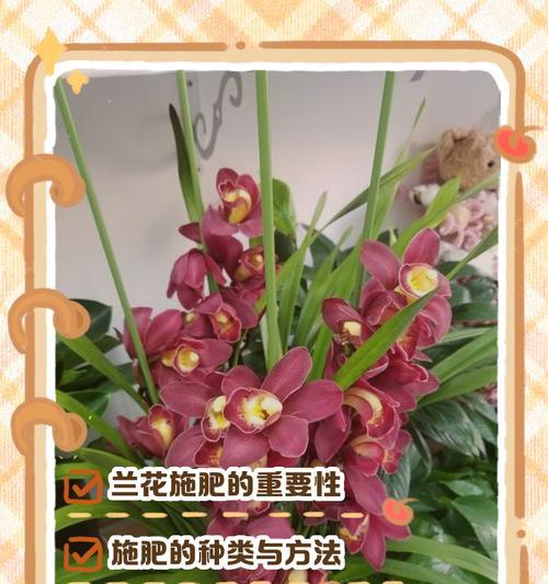 盆栽花施肥的正确方法是什么？