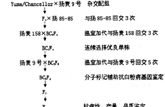 新品种登录有哪些步骤？如何正确进行新品种登录？