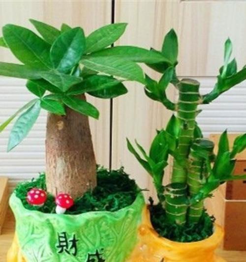 花卉类有哪些？办公室盆景植物有哪些？