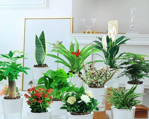 花卉类有哪些？办公室盆景植物有哪些？