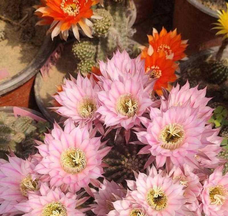 仙人球有哪些开花品种大全？如何挑选和养护？