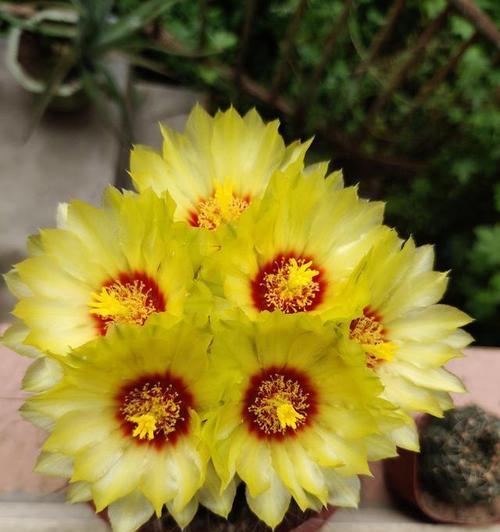 仙人球有哪些开花品种大全？如何挑选和养护？