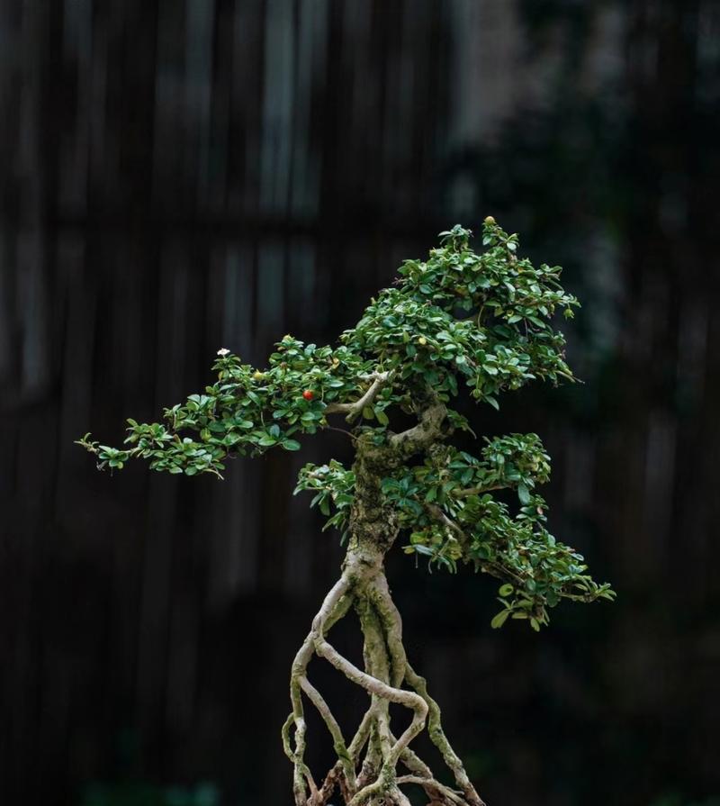 制作盆景的树种有哪些？如何选择合适的树种？