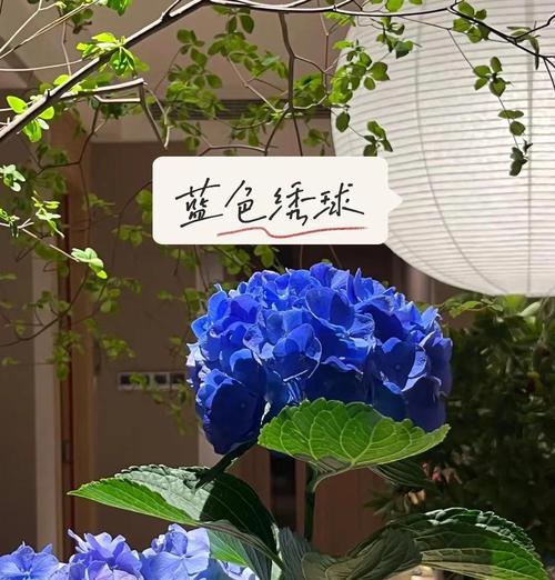 蒲葵的养护要点是什么？