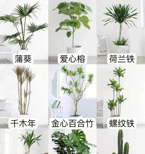 蒲葵的养护要点是什么？